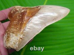 MEGALODON SHARK TOOTH XL 5 & 1/8 NO RESTORATIONS INDONESIAN with STAND