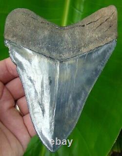 MEGALODON SHARK TOOTH XL 5 & 1/8 in. HIGH QUALITY SERRATED REAL FOSSIL