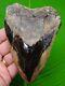 Megalodon Shark Tooth Xl 5 & 3/16 Authentic Real Fossil