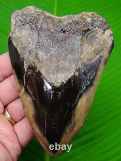 MEGALODON SHARK TOOTH XL 5 & 3/16 Authentic Real Fossil