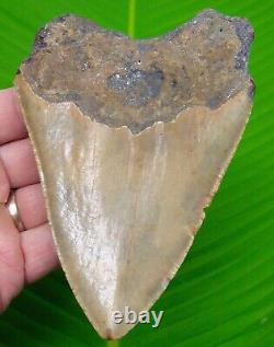 MEGALODON SHARK TOOTH XL 5 & 3/16 Authentic Real Fossil