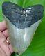 Megalodon Shark Tooth Xl 5 & 3/16 In. Real Fossil No Restorations