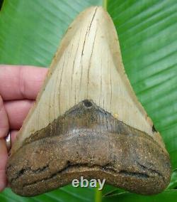 MEGALODON SHARK TOOTH XL 5 & 3/16 in. REAL FOSSIL NO RESTORATIONS