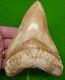 Megalodon Shark Tooth Xl 5 & 3/4 With Display Stand Megladone Indonesian