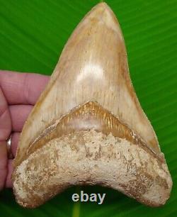 MEGALODON SHARK TOOTH XL 5 & 3/4 With DISPLAY STAND MEGLADONE INDONESIAN