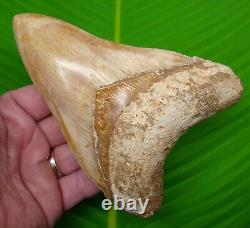 MEGALODON SHARK TOOTH XL 5 & 3/4 With DISPLAY STAND MEGLADONE INDONESIAN