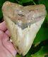 Megalodon Shark Tooth Xl 5 & 3/8 In. Real Fossil No Restorations