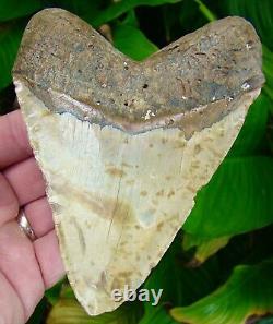 MEGALODON SHARK TOOTH XL 5 & 3/8 in. REAL FOSSIL NO RESTORATIONS