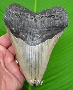 MEGALODON SHARK TOOTH XL 5 & 3/8 in. REAL FOSSIL with FREE DISPLAY STAND