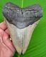 Megalodon Shark Tooth Xl 5 & 3/8 In. Real Fossil With Free Display Stand