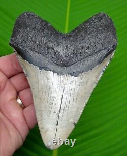 MEGALODON SHARK TOOTH XL 5 & 3/8 in. REAL FOSSIL with FREE DISPLAY STAND