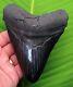 Megalodon Shark Tooth Xl 5 & 3/8 In. With Display Stand Natural No Resto