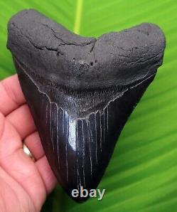 MEGALODON SHARK TOOTH XL 5 & 3/8 in. With DISPLAY STAND NATURAL NO RESTO