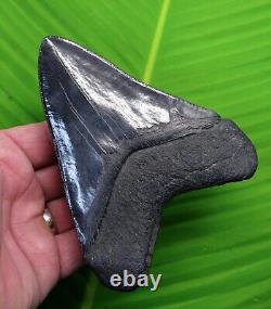 MEGALODON SHARK TOOTH XL 5 & 3/8 in. With DISPLAY STAND NATURAL NO RESTO