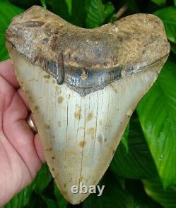 MEGALODON SHARK TOOTH XL 5 & 5/8 in. REAL FOSSIL NO RESTORATIONS