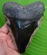 Megalodon Shark Tooth Xl 5.85 Sharks Teeth With Display Stand Megladone