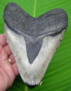 MEGALODON SHARK TOOTH XL 5.85 SHARKS TEETH with DISPLAY STAND MEGLADONE