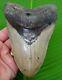 Megalodon Shark Tooth Xl 5.85 In. High Quality With Display Stand Megladone