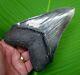 Megalodon Shark Tooth Xl 5 & 9/16 Serrated With Free Stand Real Fossil Usa