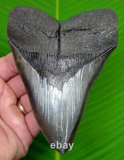 MEGALODON SHARK TOOTH XL 5 & 9/16 SERRATED with FREE STAND REAL FOSSIL USA