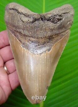 MEGALODON SHARK TOOTH XL 5 & 9/16 with DISPLAY STAND LOWER JAW MEGLADONE