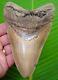 Megalodon Shark Tooth Xl 5 & 9/16 With Display Stand Lower Jaw Megladone
