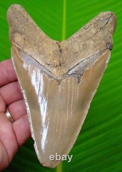 MEGALODON SHARK TOOTH XL 5 & 9/16 with DISPLAY STAND LOWER JAW MEGLADONE