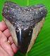 Megalodon Shark Tooth Xl 5 In. Megladone Sharks Teeth