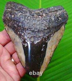 MEGALODON SHARK TOOTH XL 5 in. MEGLADONE SHARKS TEETH