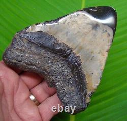 MEGALODON SHARK TOOTH XL 5 in. MEGLADONE SHARKS TEETH