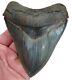 Megalodon Shark Tooth Xl 5 In. Museum Grade Top 1% Real Natural