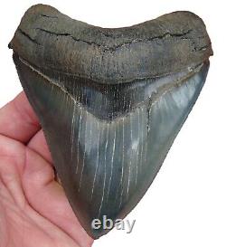 MEGALODON SHARK TOOTH XL 5 in. MUSEUM GRADE TOP 1% REAL NATURAL