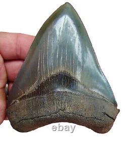 MEGALODON SHARK TOOTH XL 5 in. MUSEUM GRADE TOP 1% REAL NATURAL