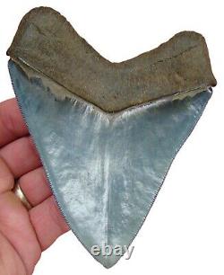 MEGALODON SHARK TOOTH XL 5 in. MUSEUM GRADE TOP 1% REAL NATURAL