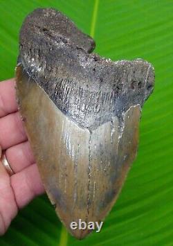 MEGALODON SHARK TOOTH XL 6 in. SHARKS TEETH REAL FOSSIL MEGLADONE