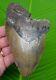 Megalodon Shark Tooth Xl 6 In. Sharks Teeth Real Fossil Megladone