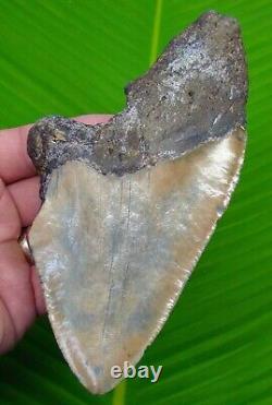 MEGALODON SHARK TOOTH XL 6 in. SHARKS TEETH REAL FOSSIL MEGLADONE