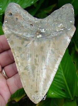 MEGALODON SHARK TOOTH XL OVER 5 & 1/16 in. REAL FOSSIL NO RESTORATIONS