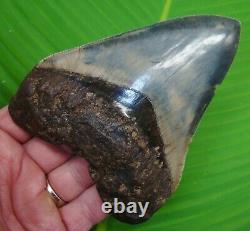 MEGALODON SHARK TOOTH XL OVER 5 & 1/16 in. With DISPLAY STAND INDONESIA