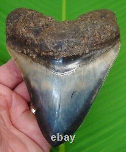 MEGALODON SHARK TOOTH XL OVER 5 & 1/16 in. With DISPLAY STAND INDONESIA