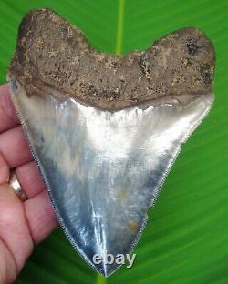 MEGALODON SHARK TOOTH XL OVER 5 & 1/16 in. With DISPLAY STAND INDONESIA