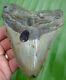 Megalodon Shark Tooth Xl Over 5 & 3/8 In. Real Fossil With Free Stand