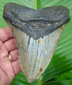 MEGALODON SHARK TOOTH XL OVER 5 & 5/16 in. REAL FOSSIL with FREE STAND