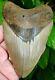 Megalodon Shark Tooth Xl Over 5 In. Real Fossil No Restorations
