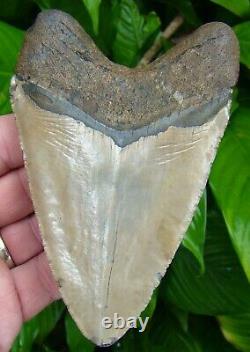MEGALODON SHARK TOOTH XL OVER 5 in. REAL FOSSIL NO RESTORATIONS