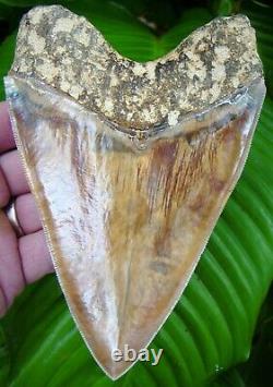 MEGALODON SHARK TOOTH XXL OVER 5 & 7/8 in. BEAUTIFUL COLORS INDONESIAN