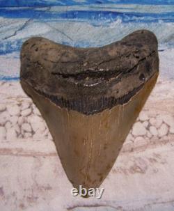 MEGALODON Shark Tooth 3 7/8 sharks teeth HUGE jaw fossil REAL megladon SERRATED