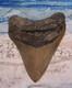 Megalodon Shark Tooth 3 7/8 Sharks Teeth Huge Jaw Fossil Real Megladon Serrated