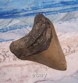 MEGALODON Shark Tooth 3 7/8 sharks teeth HUGE jaw fossil REAL megladon SERRATED