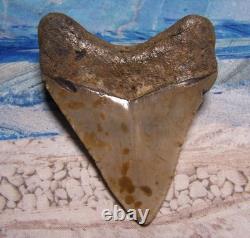 MEGALODON Shark Tooth 3 7/8 sharks teeth HUGE jaw fossil REAL megladon SERRATED